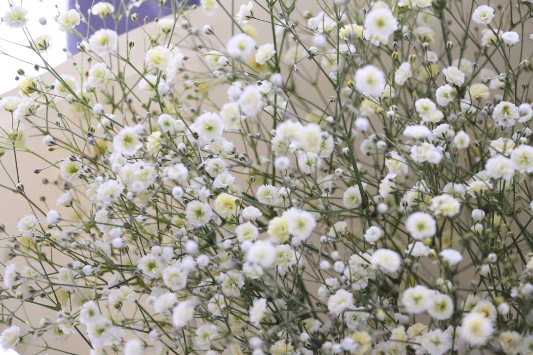 黄色のカスミソウ（かすみ草）の花束 5,000円 Mサイズ