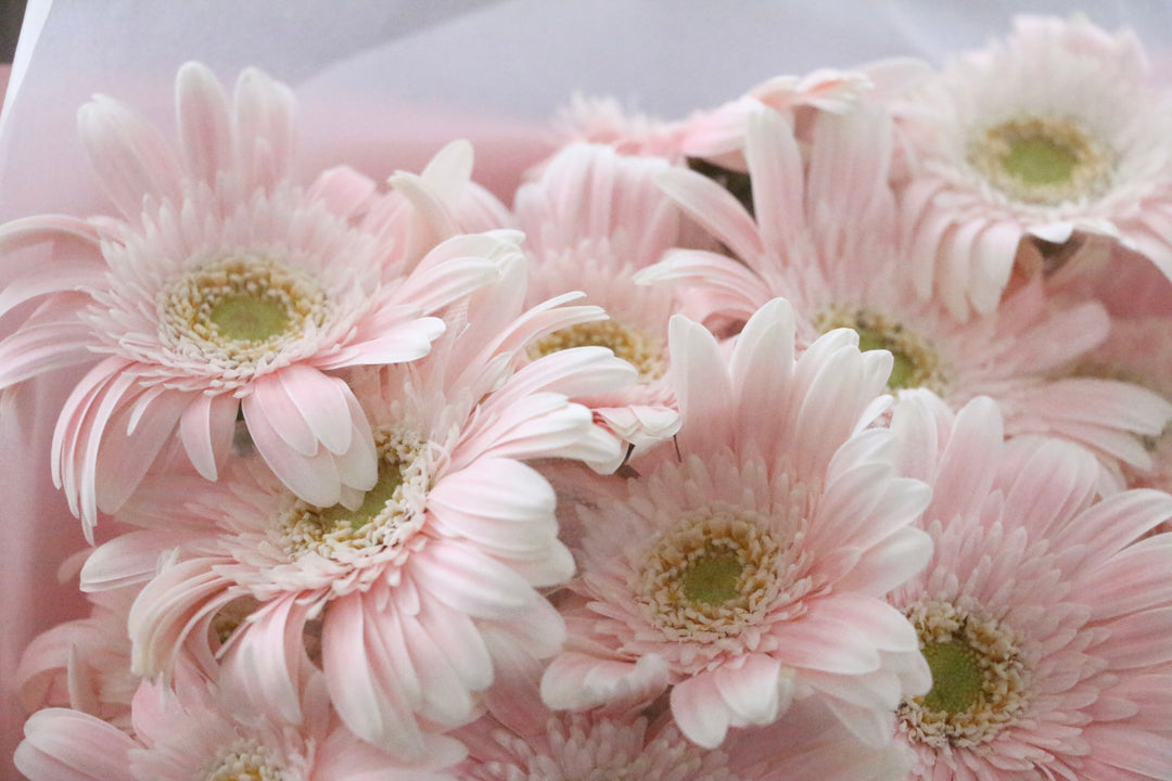 ピンク色のガーベラの花束（20本）-真心あるのみ