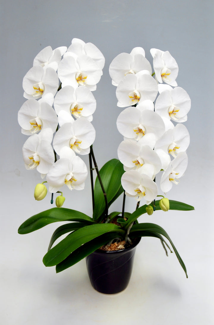 胡蝶蘭 大輪 2本立ち 22～27輪前後 白