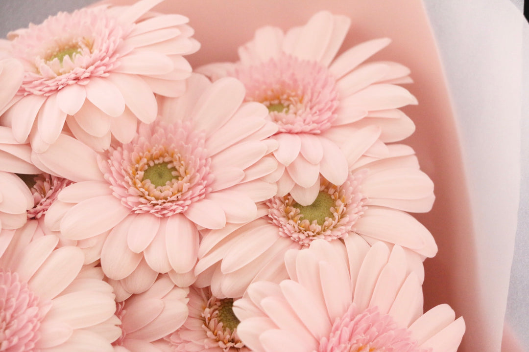 ピンク色のガーベラの花束（14本）-誇りに思います