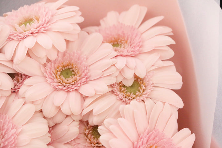 ピンク色のガーベラの花束（14本）-誇りに思います