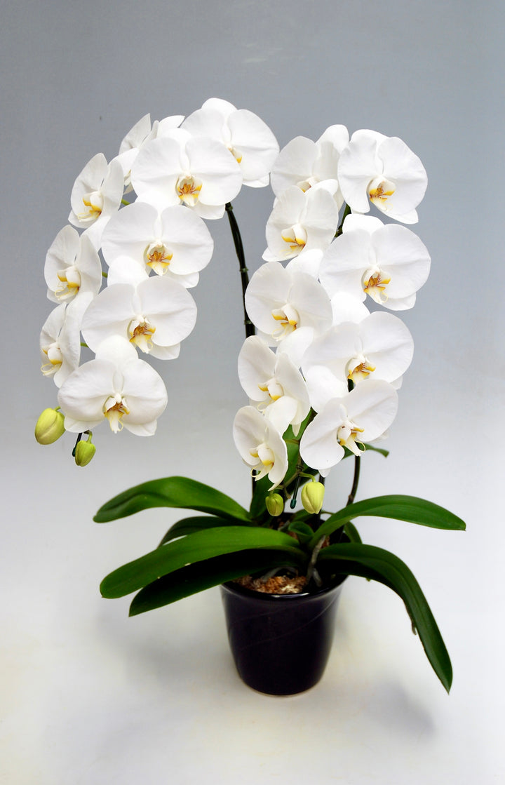 胡蝶蘭 大輪 2本立ち 22～27輪前後 白