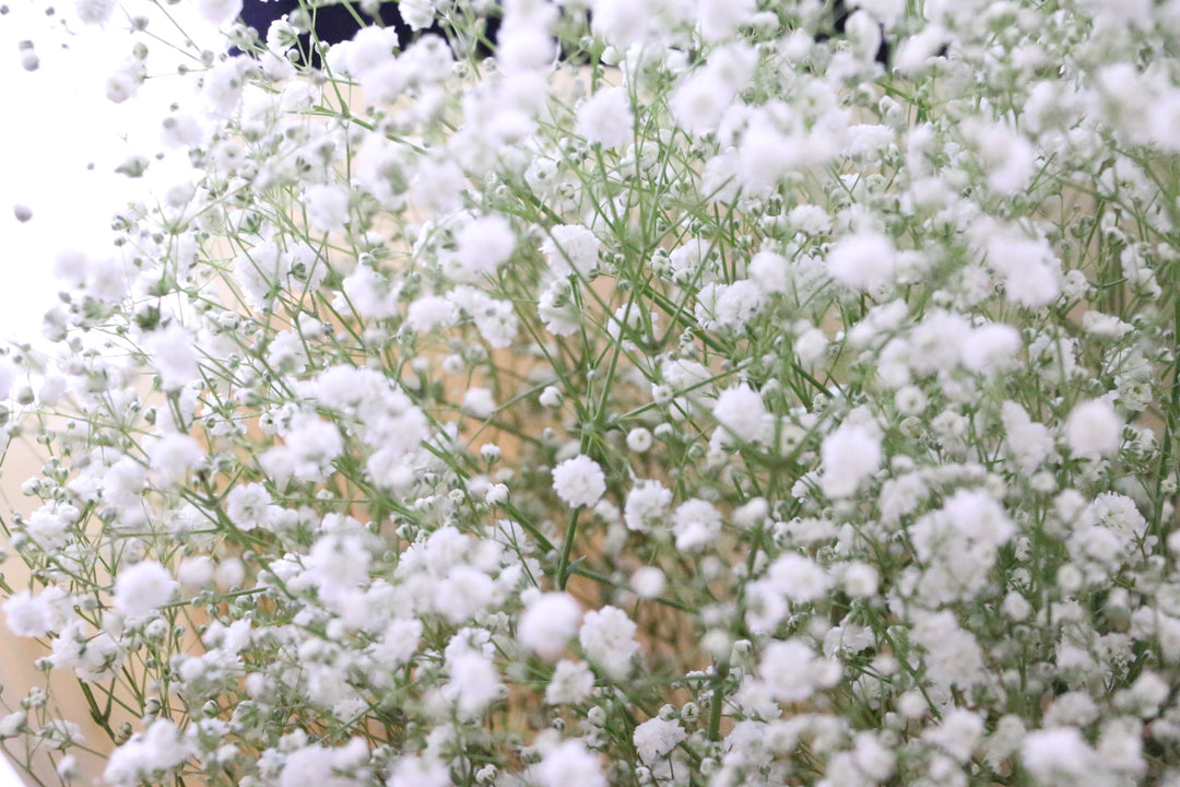 カスミソウ（かすみ草）の花束 7,000円