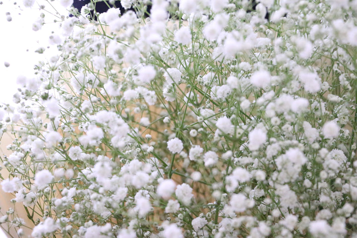 カスミソウ（かすみ草）の花束 7,000円