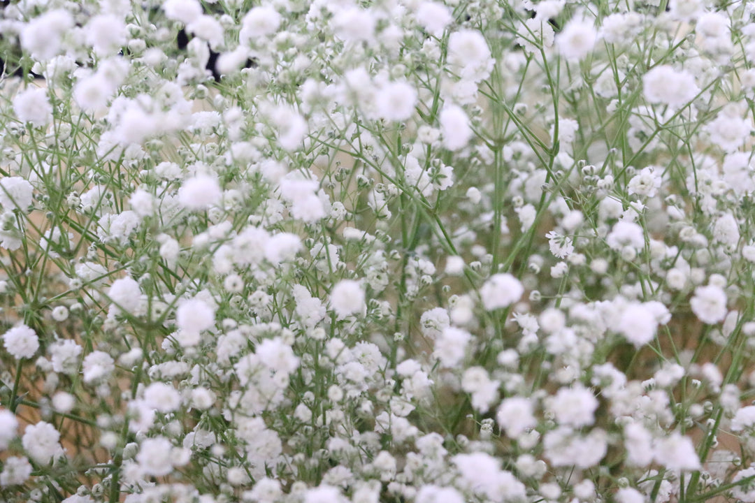 カスミソウ（かすみ草）の花束 7,000円
