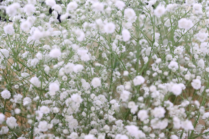 カスミソウ（かすみ草）の花束 7,000円