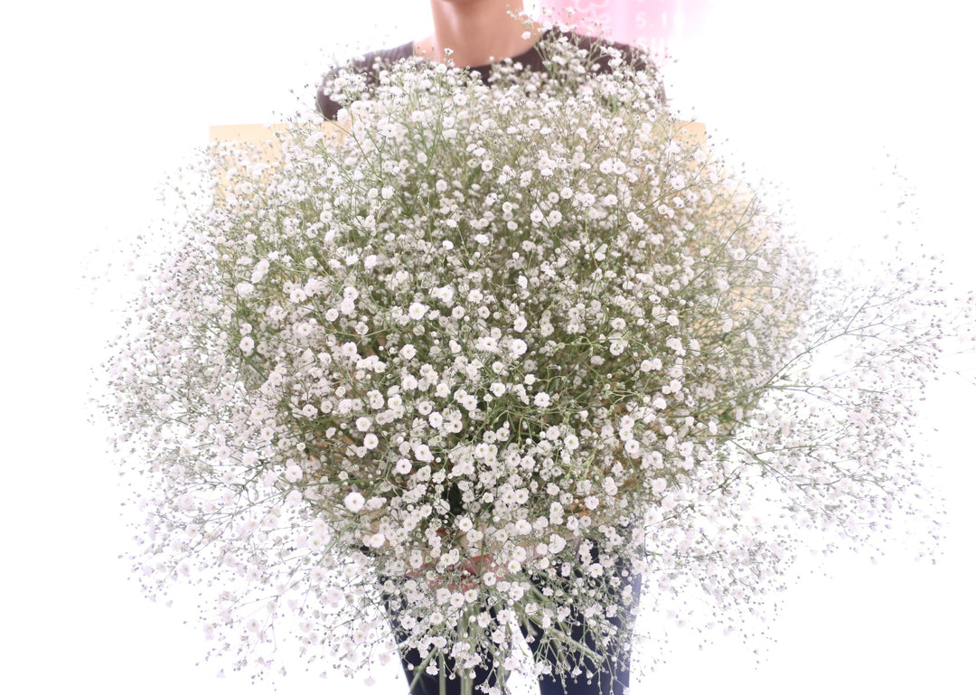 カスミソウの花束（15本）