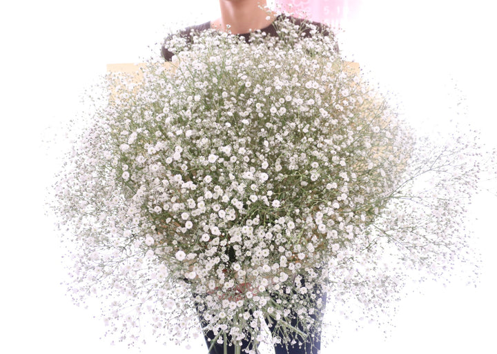 カスミソウの花束（15本）