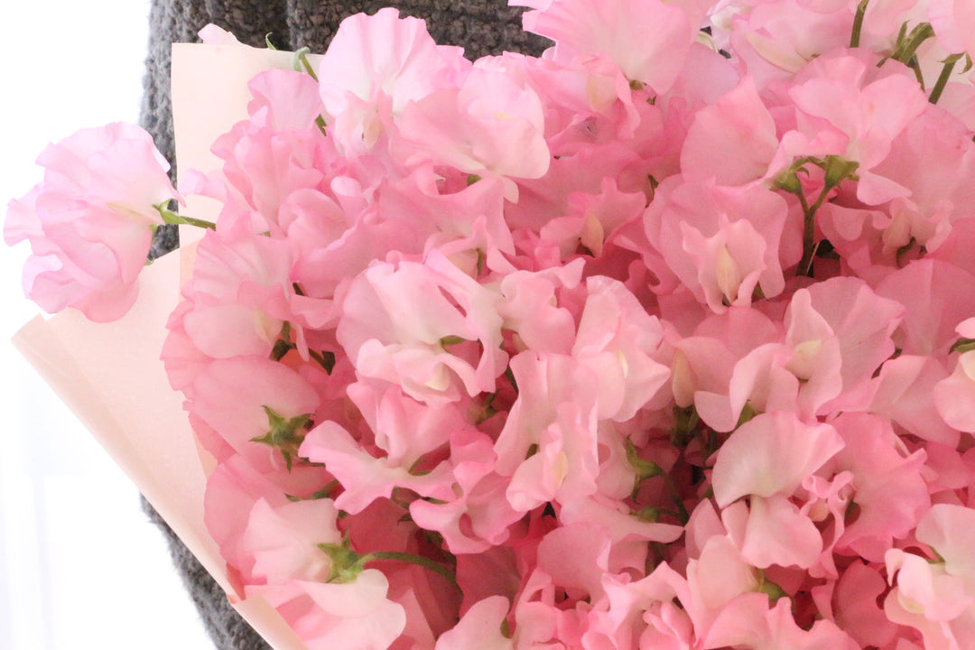 ピンク色のスイートピーの花束（50本）