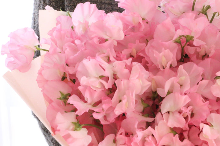 ピンク色のスイートピーの花束（50本）