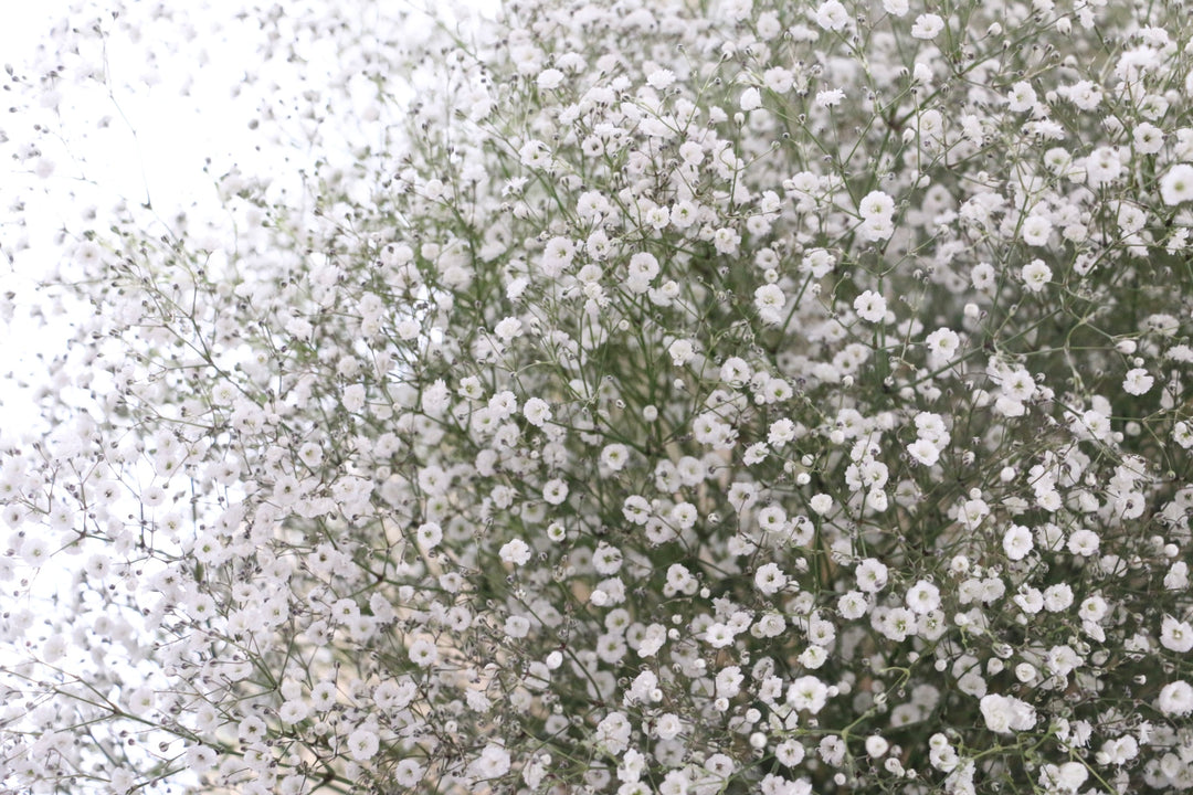 カスミソウの花束（25本）