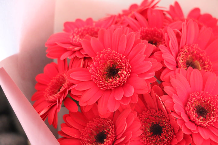 赤色のガーベラの花束（10本）