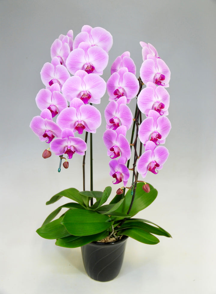 胡蝶蘭 大輪 ピンク 2本立ち 22～27輪前後