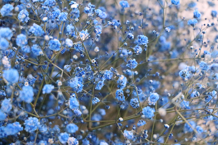 青のカスミソウ（かすみ草）の花束 10,000円