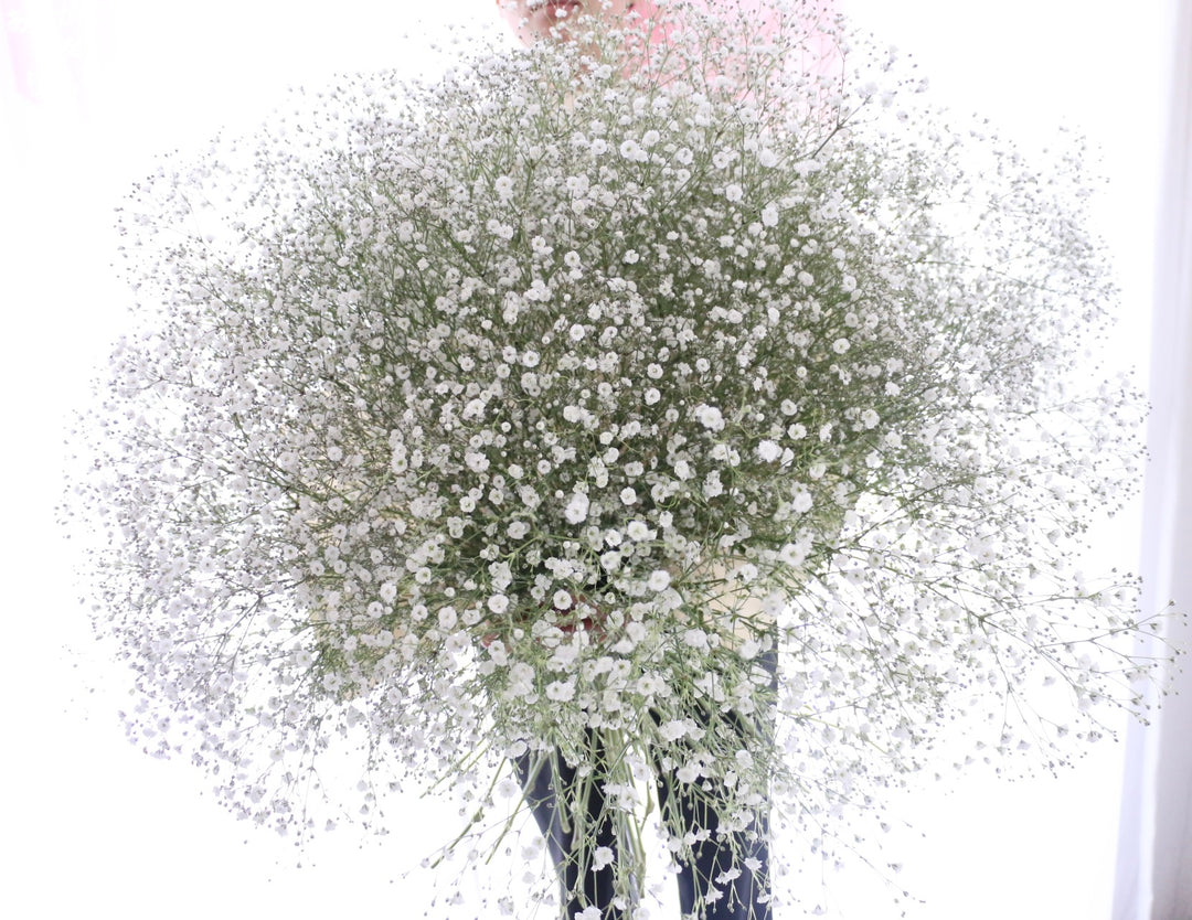 カスミソウの花束（25本）