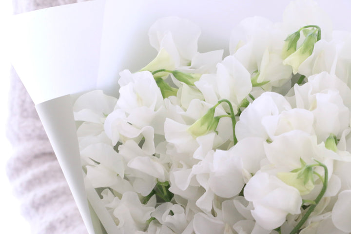 白いスイートピーの花束（25本）