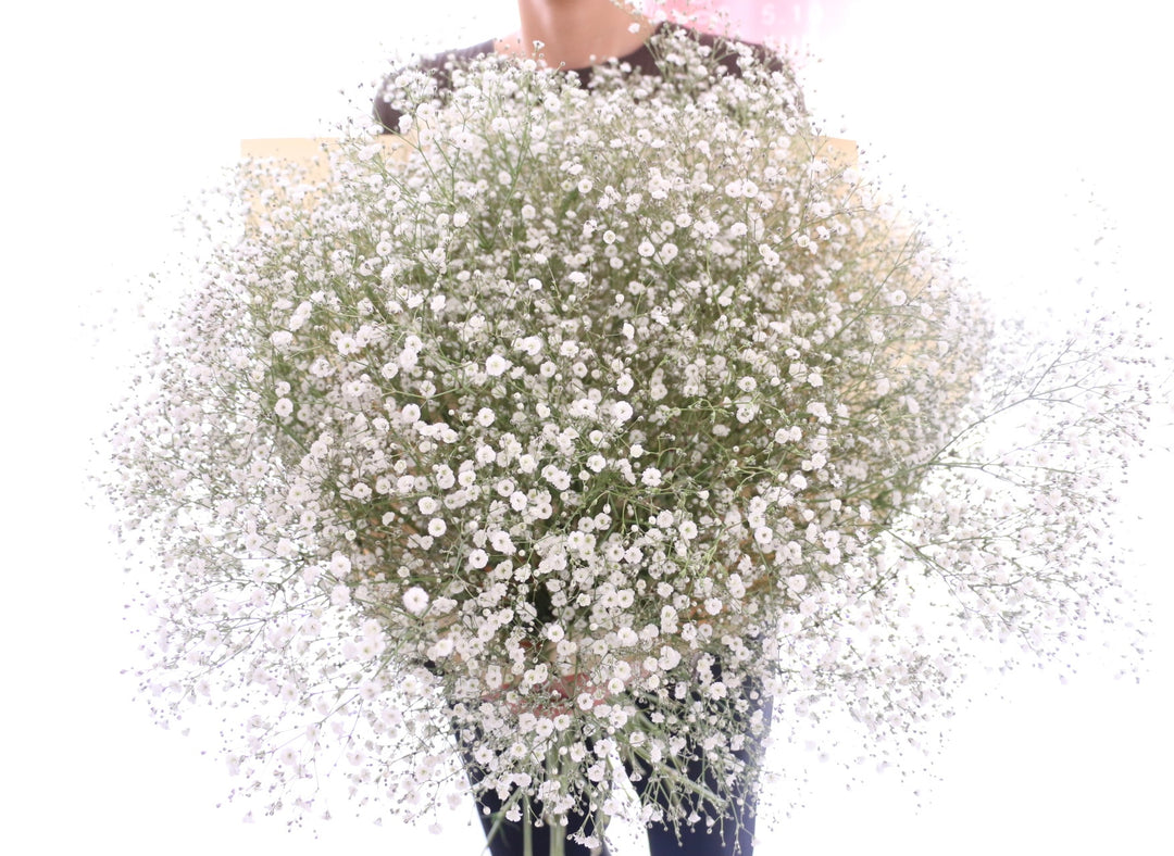 カスミソウの花束（15本）