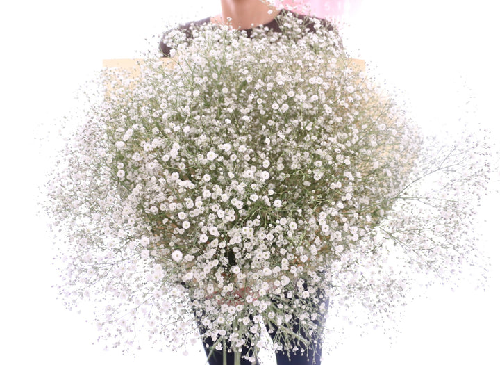 カスミソウの花束（15本）