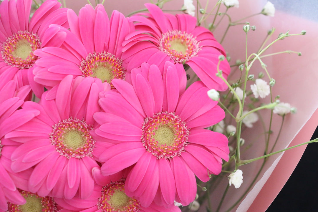 濃いピンク色のガーベラ（8本）とカスミソウの花束