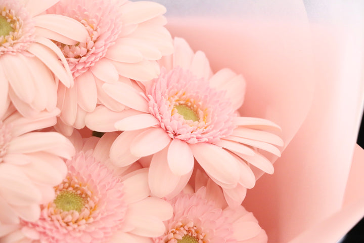 ピンク色のガーベラの花束（9本）-いつまでも一緒にいてください