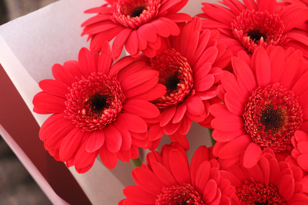 赤色のガーベラの花束（9本）-いつまでも一緒にいてください
