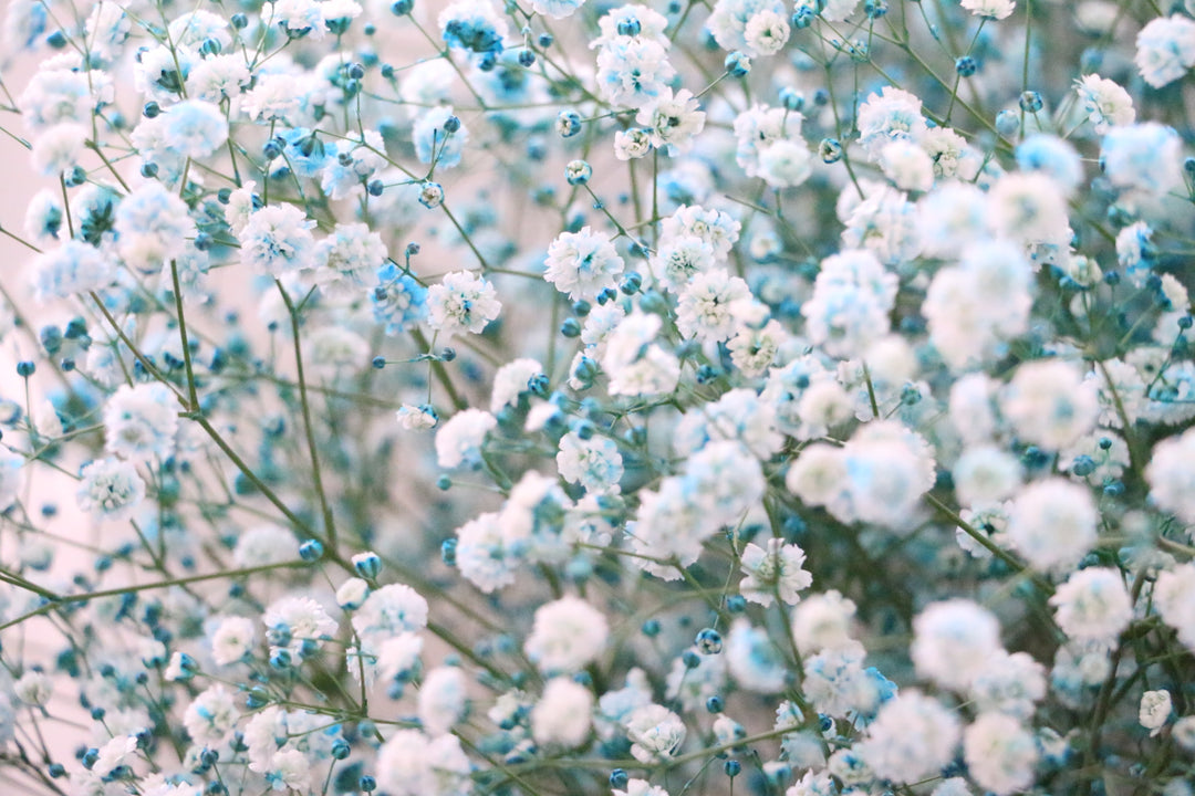 水色のカスミソウ（かすみ草）の花束 8,000円