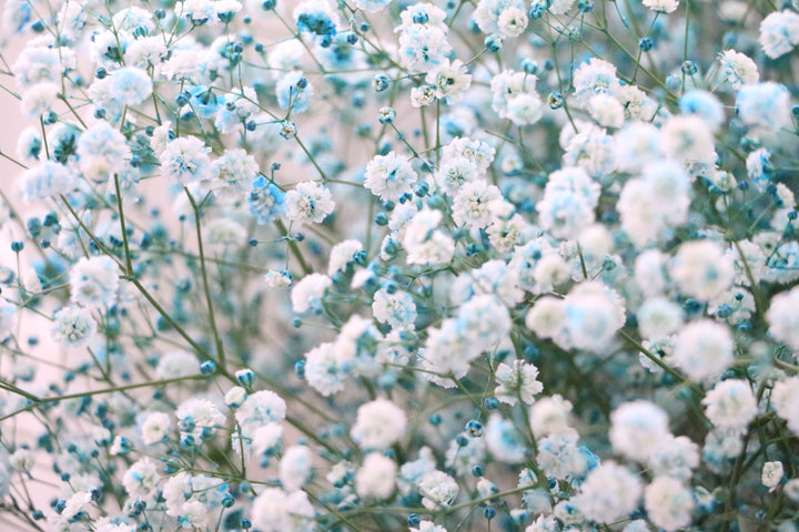 水色のカスミソウ（かすみ草）の花束 8,000円