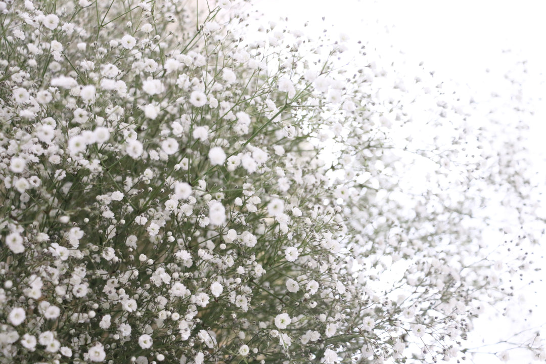 カスミソウの花束（25本）