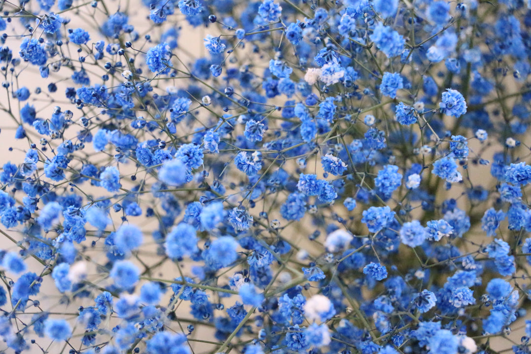 青のカスミソウ（かすみ草）の花束 3,500円