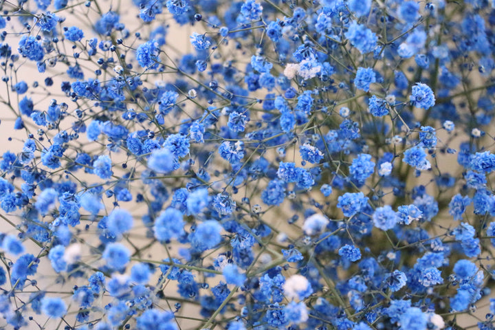 青のカスミソウ（かすみ草）の花束 3,500円