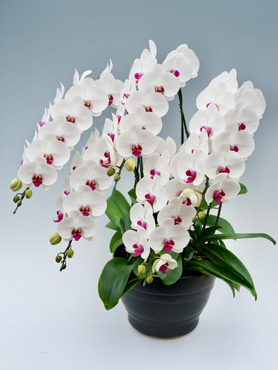 胡蝶蘭 大輪 赤リップ 5本立ち 55～65輪前後