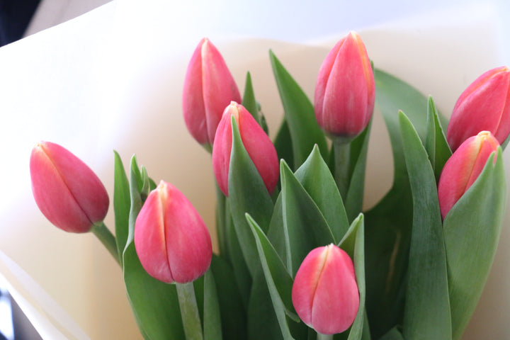 赤色のチューリップの花束（8本）