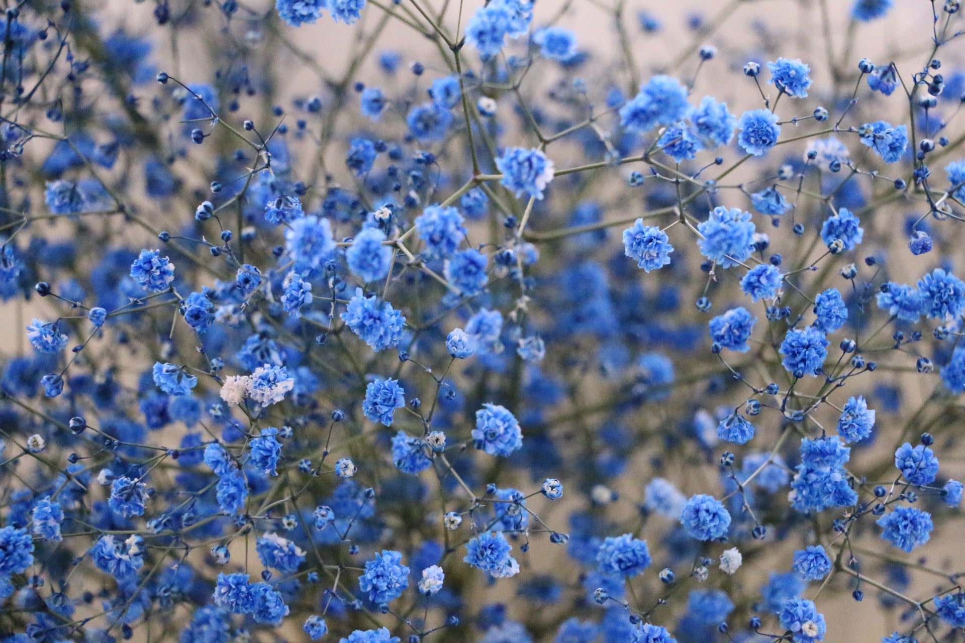 青のカスミソウ（かすみ草）の花束 3,500円 – 花・花束の通販サイト