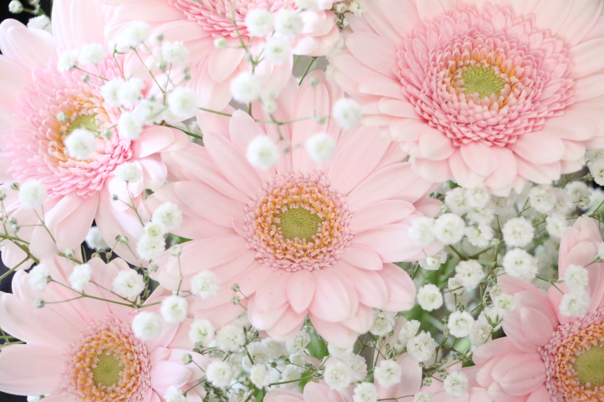 ピンク色のガーベラ（8本）とカスミソウの花束 – 花・花束の通販サイト