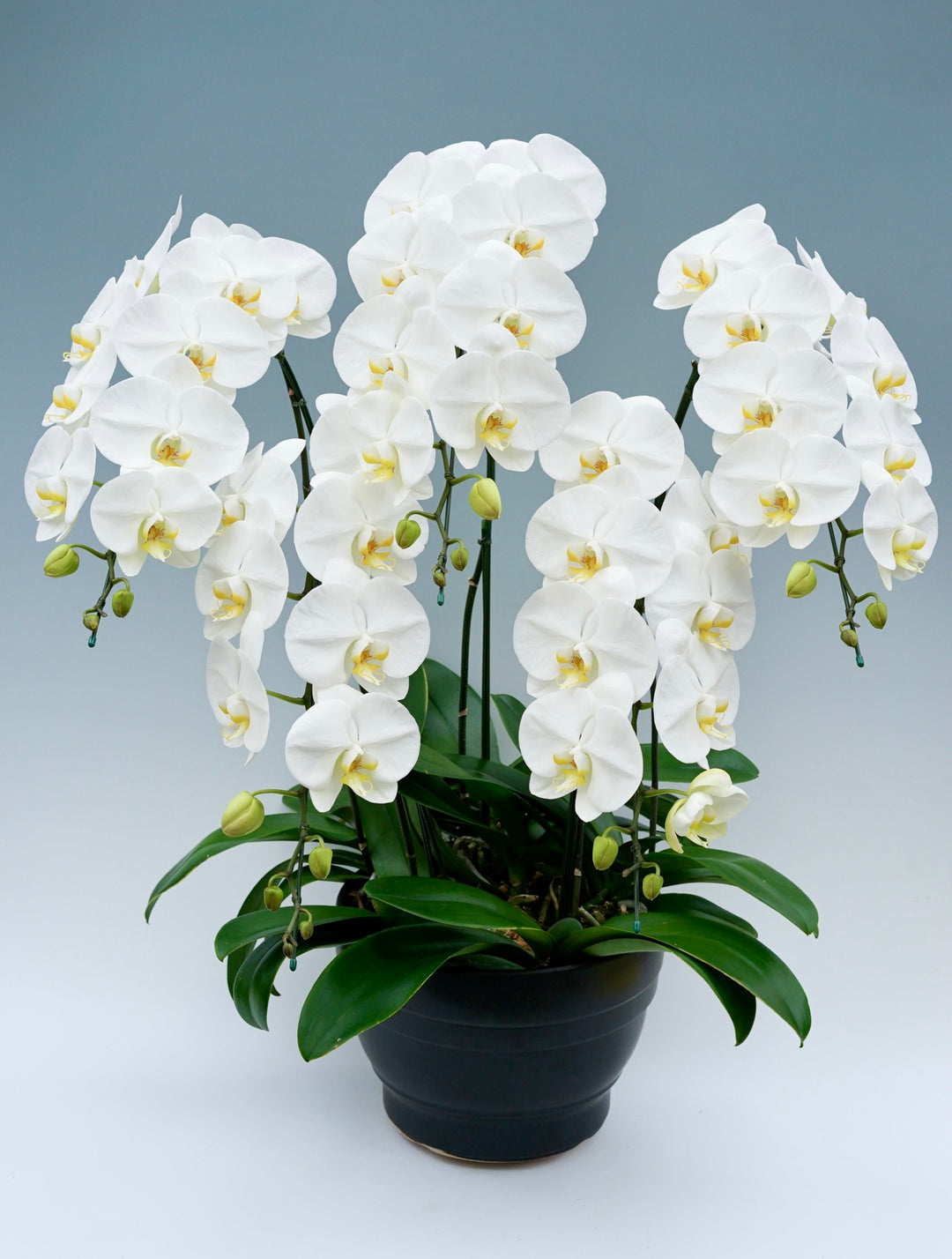 胡蝶蘭 大輪 5本立ち 55～65輪前後 白