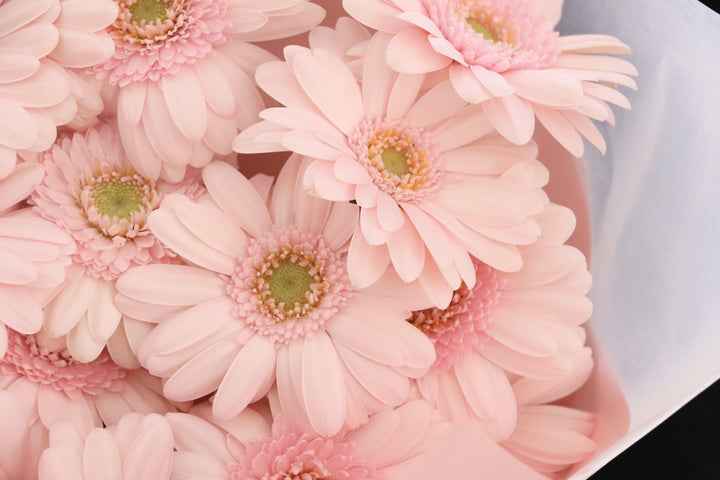 ピンク色のガーベラの花束（20本）-真心あるのみ