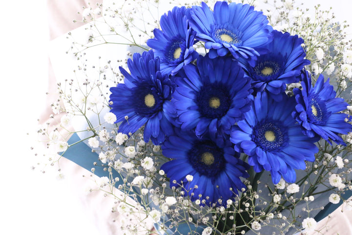 青色のガーベラ（8本）とカスミソウの花束