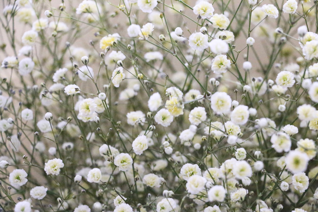 黄色のカスミソウ（かすみ草）の花束 10,000円 2Lサイズ