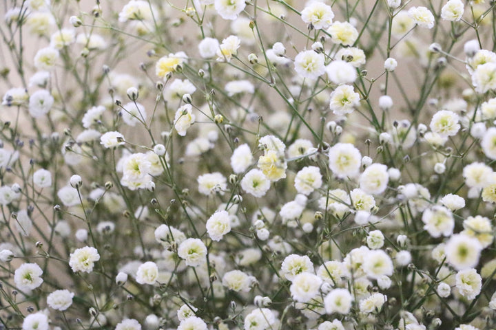 黄色のカスミソウ（かすみ草）の花束 10,000円 2Lサイズ