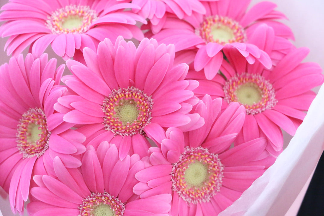 濃いピンク色のガーベラの花束（8本）-あなたの思いやりに感謝します