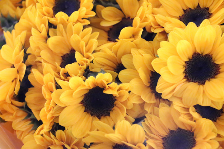 ひまわりの花束（50本）-永遠