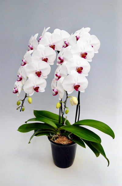 胡蝶蘭 大輪 赤リップ 2本立ち 25～30輪前後