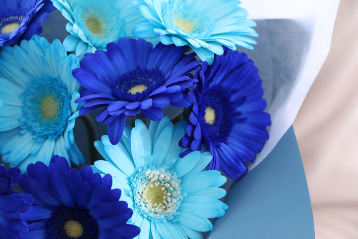 水色・青色のガーベラの花束（10本）