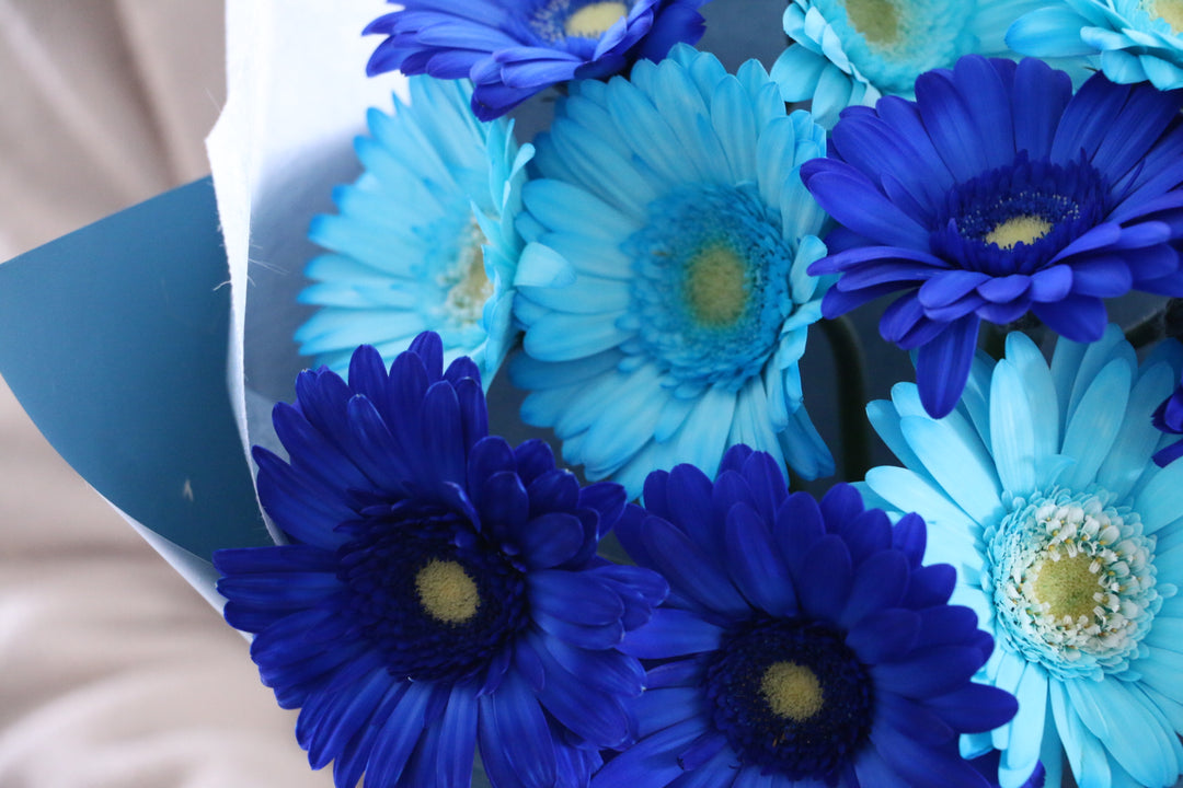 水色・青色のガーベラの花束（10本）