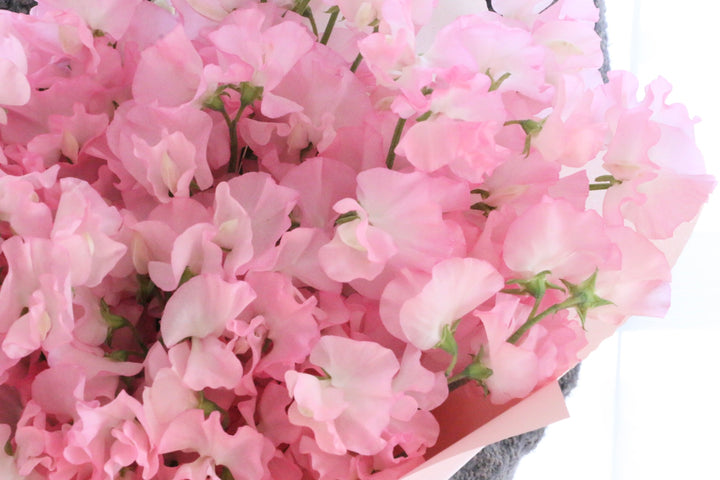 ピンク色のスイートピーの花束（50本）