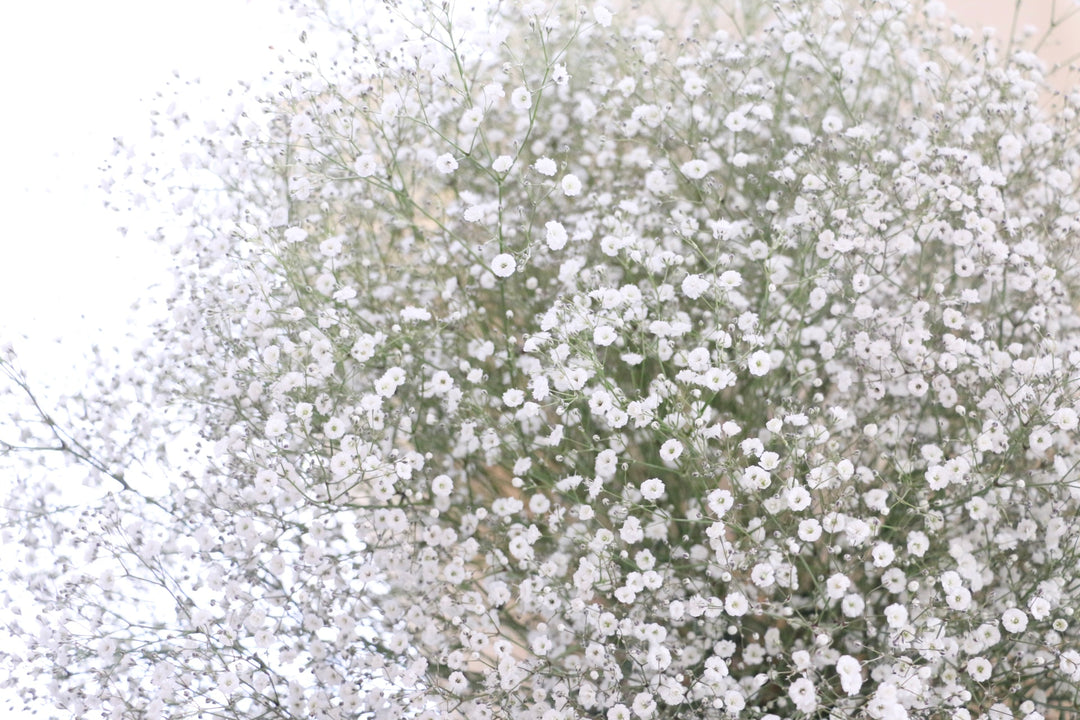 カスミソウの花束（20本）