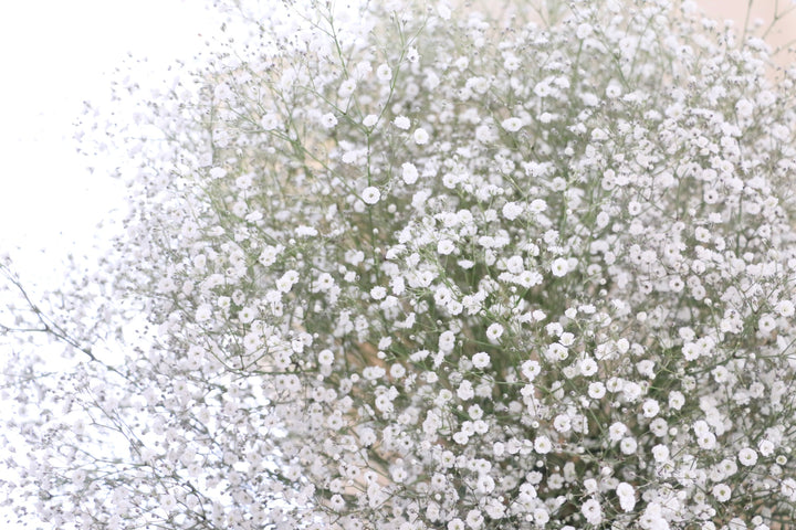 カスミソウの花束（20本）