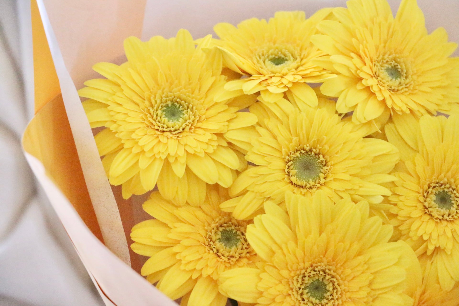 黄色のガーベラの花束（8本）-あなたの思いやりに感謝します – 花
