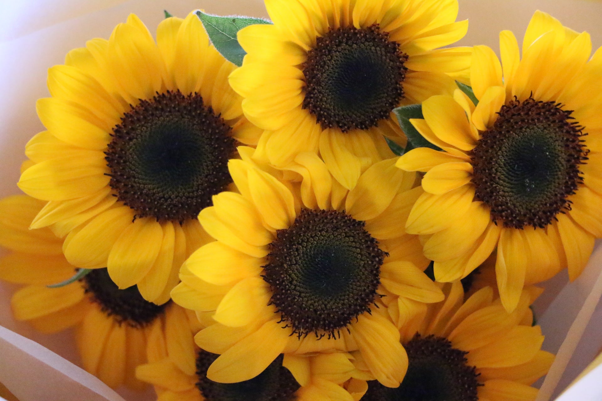 ひまわりの花束（8本）-あなたの思いやりに感謝します – 花・花束の