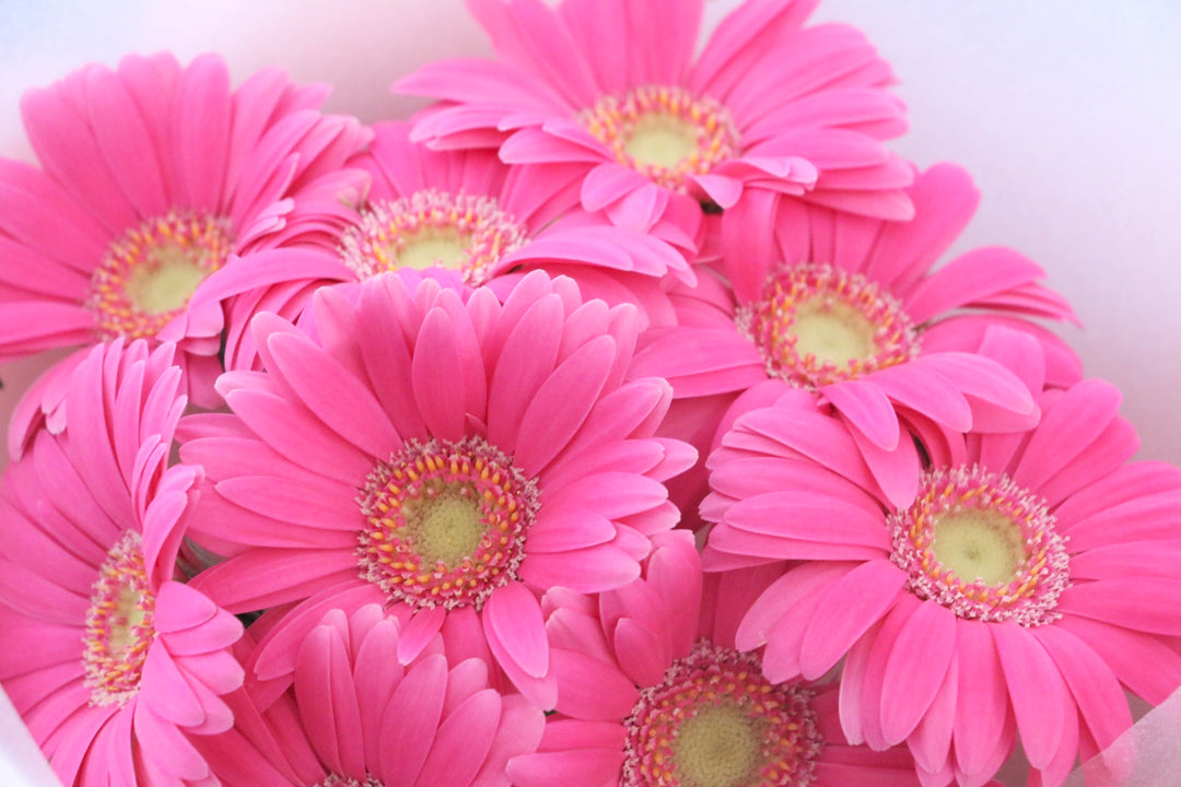 濃いピンク色のガーベラの花束（9本）-いつまでも一緒にいてください